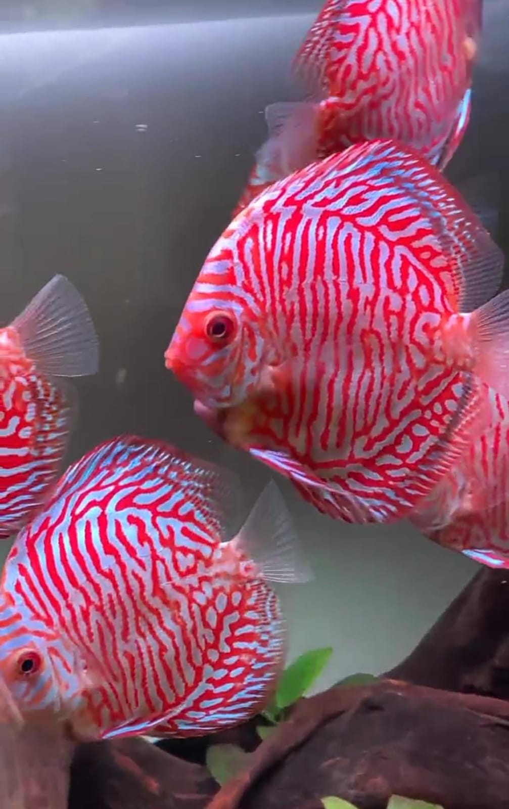 WHITE TIGER Discus